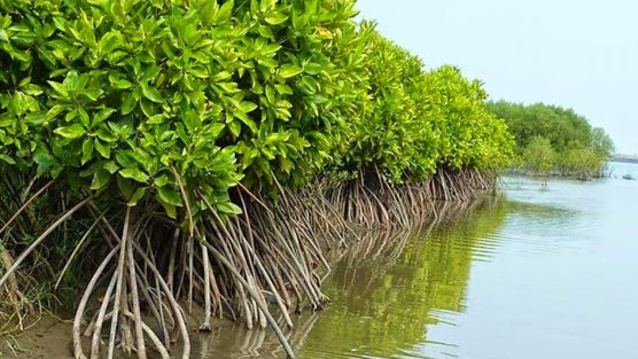 Detail Tumbuhan Yang Ada Di Pantai Nomer 2