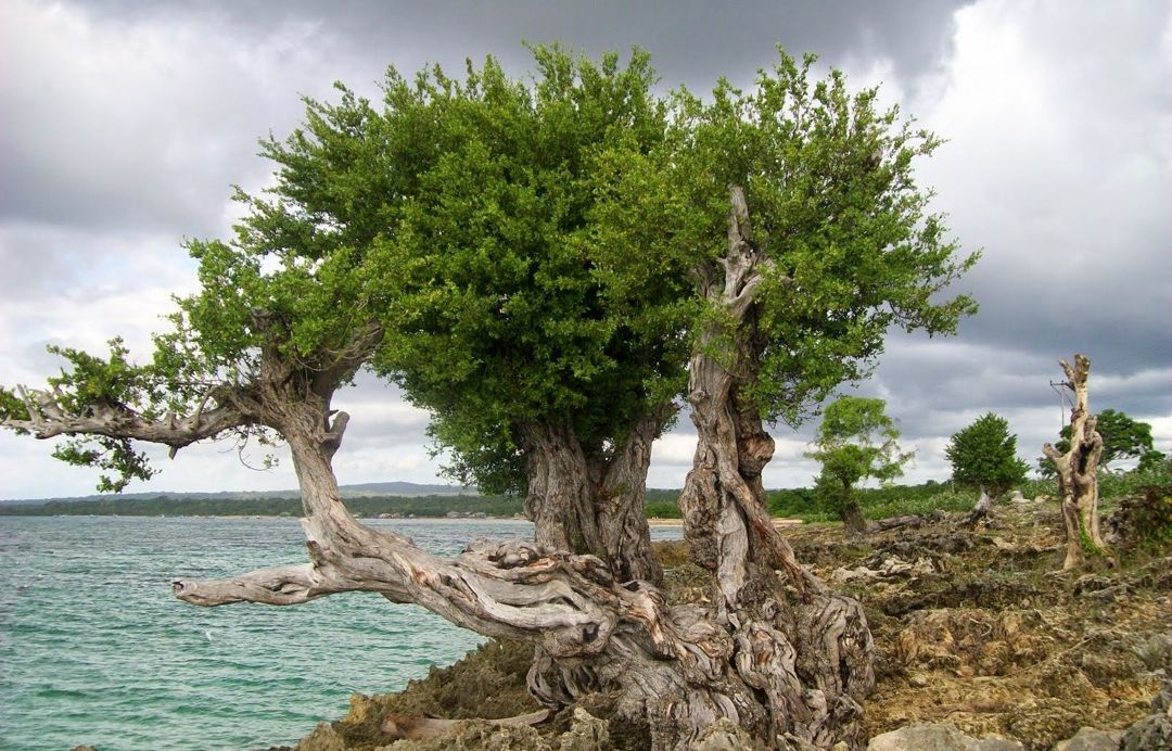 Detail Tumbuhan Yang Ada Di Pantai Nomer 13