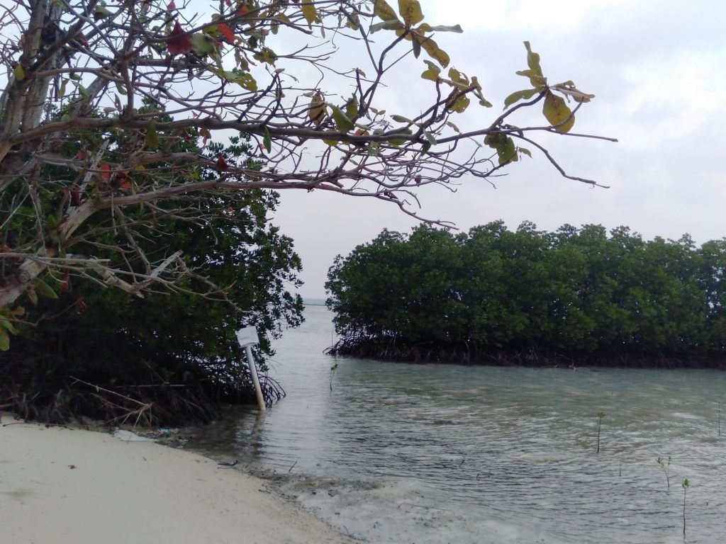 Detail Tumbuhan Yang Ada Di Pantai Nomer 20