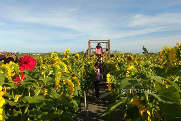 Detail Tumbuhan Yang Ada Di Pantai Nomer 28