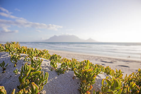 Detail Tumbuhan Yang Ada Di Pantai Nomer 30