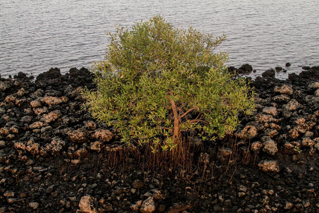 Detail Tumbuhan Yang Ada Di Pantai Nomer 36