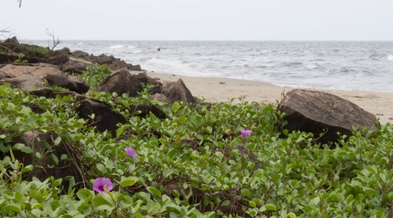 Detail Tumbuhan Yang Ada Di Pantai Nomer 9