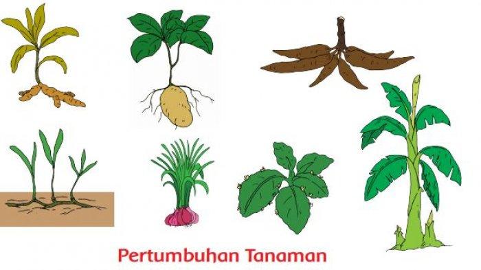 Detail Tumbuhan Yang Bertunas Nomer 3