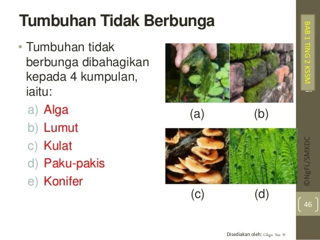 Detail Tumbuhan Yang Tidak Berbunga Nomer 19