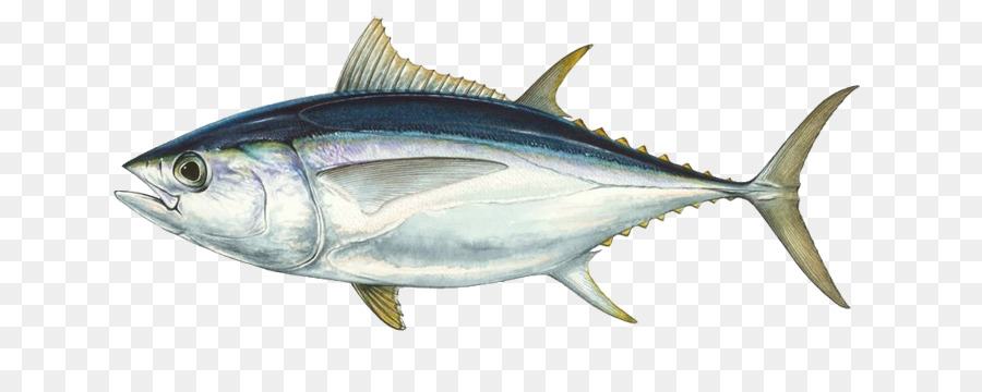 Detail Tuna Fish Png Nomer 12