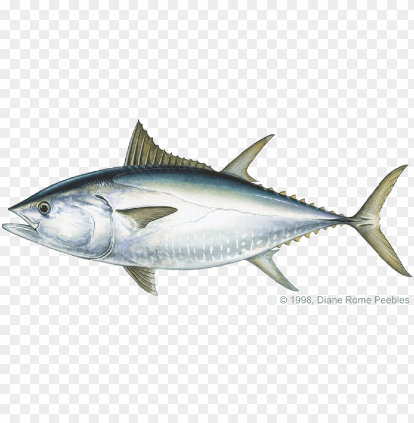 Detail Tuna Fish Png Nomer 14