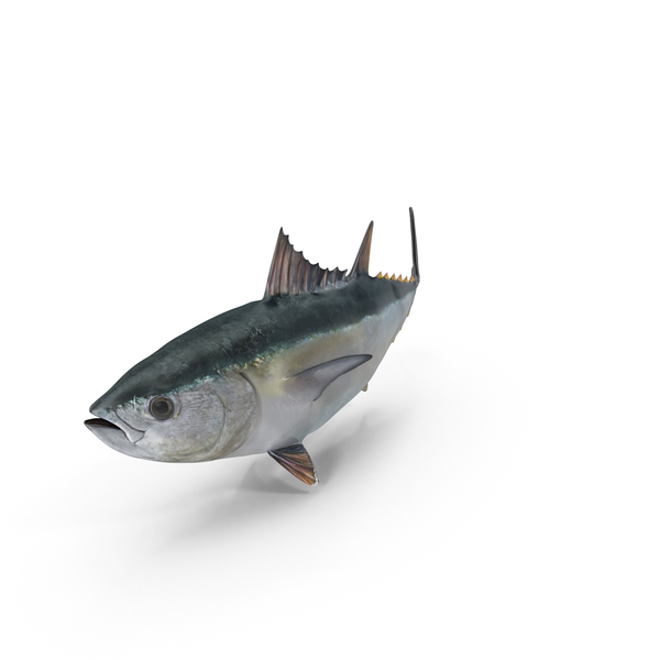 Detail Tuna Fish Png Nomer 18