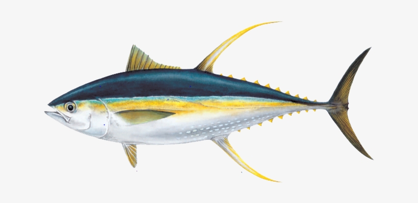 Detail Tuna Fish Png Nomer 19