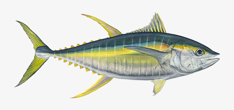 Detail Tuna Fish Png Nomer 22