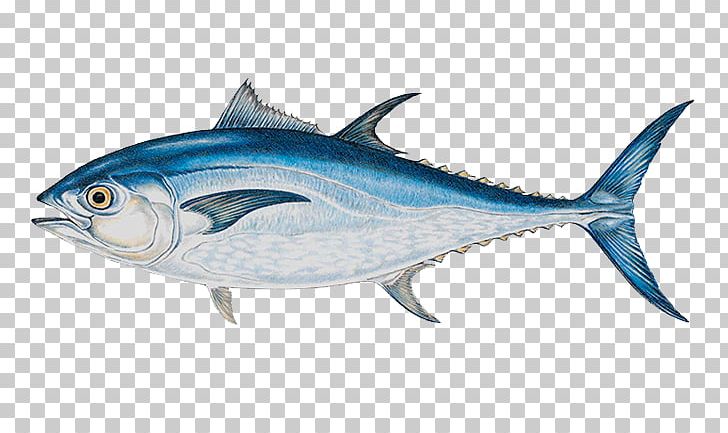 Detail Tuna Fish Png Nomer 26