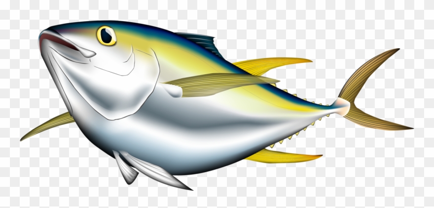 Detail Tuna Fish Png Nomer 28