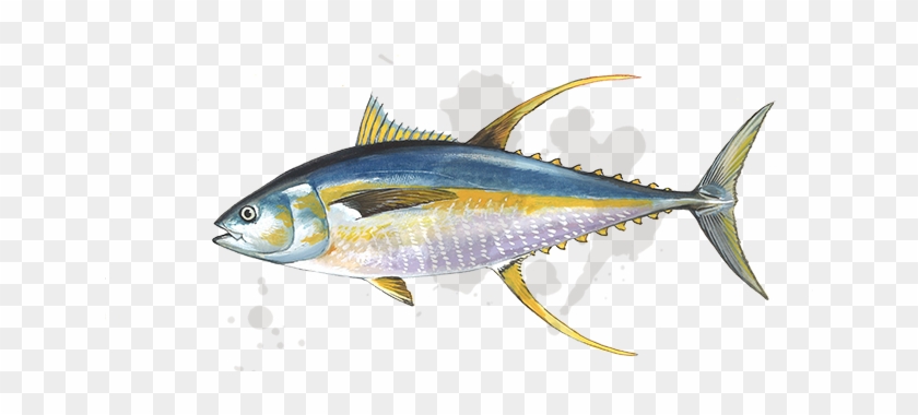 Detail Tuna Fish Png Nomer 34
