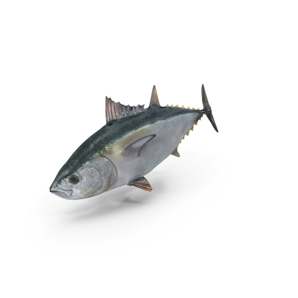 Detail Tuna Fish Png Nomer 36