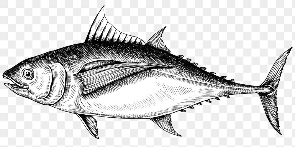 Detail Tuna Fish Png Nomer 46