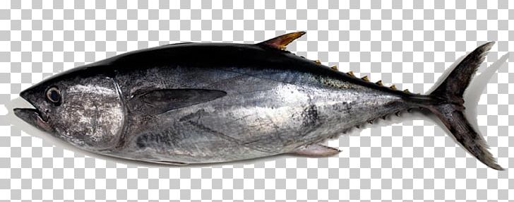 Detail Tuna Fish Png Nomer 7