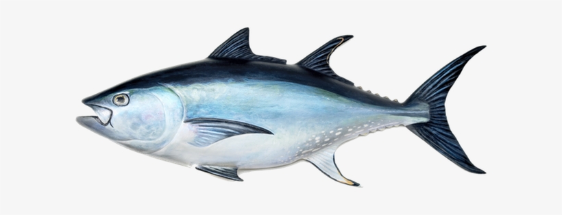 Detail Tuna Fish Png Nomer 9