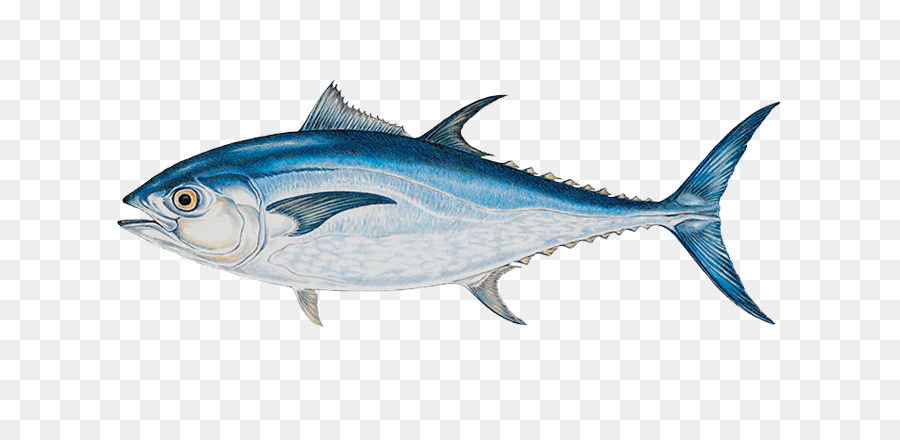 Detail Tuna Sirip Biru Atlantik Nomer 12