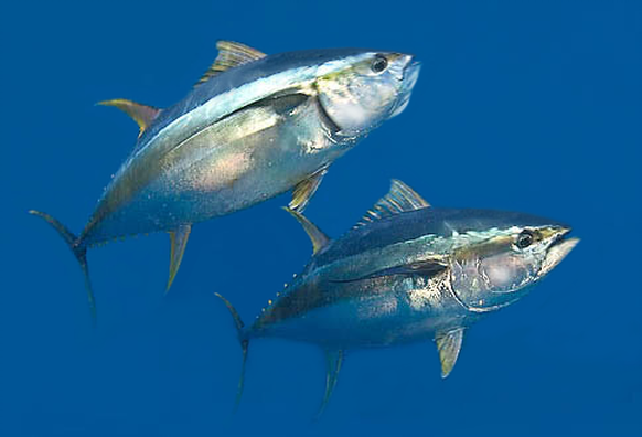 Detail Tuna Sirip Biru Atlantik Nomer 21