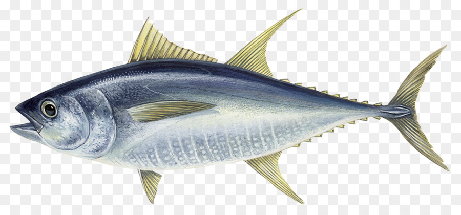 Detail Tuna Sirip Biru Atlantik Nomer 22