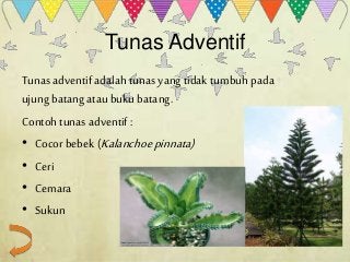 Detail Tunas Adventif Contoh Nomer 27