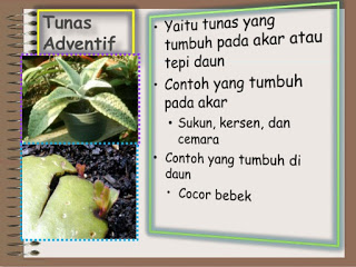 Detail Tunas Adventif Contoh Nomer 31