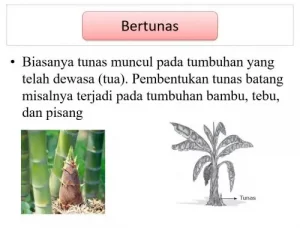 Detail Tunas Adventif Contoh Nomer 45