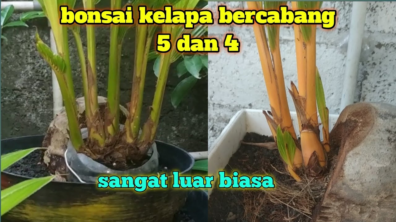 Detail Tunas Kelapa Kembar Nomer 42