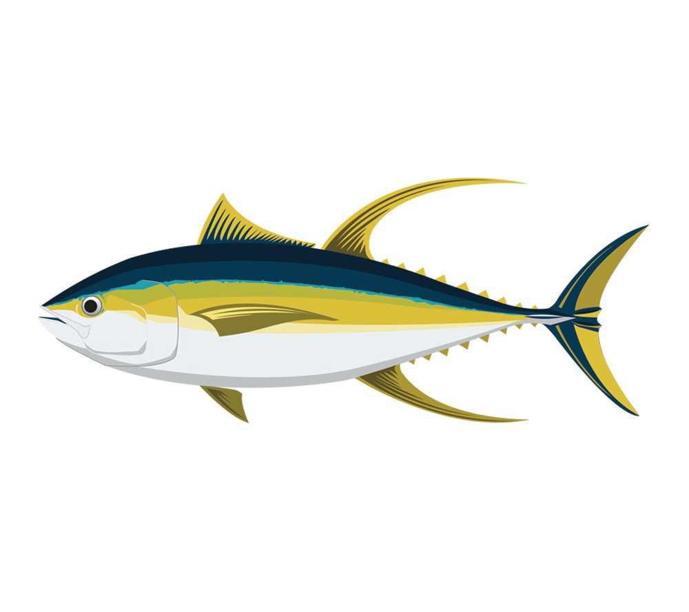 Tunas Vector - KibrisPDR