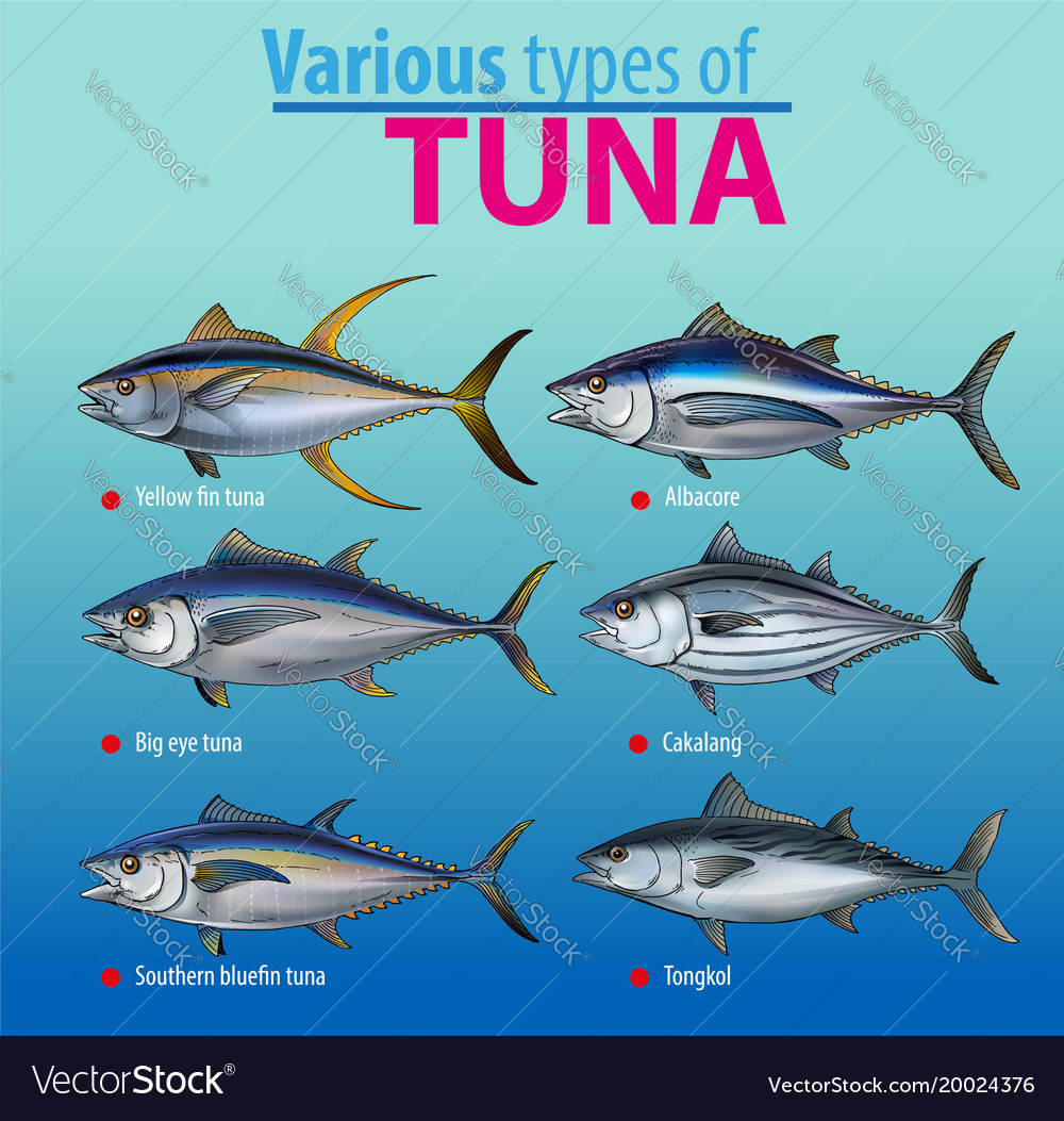 Detail Tunas Vector Nomer 12