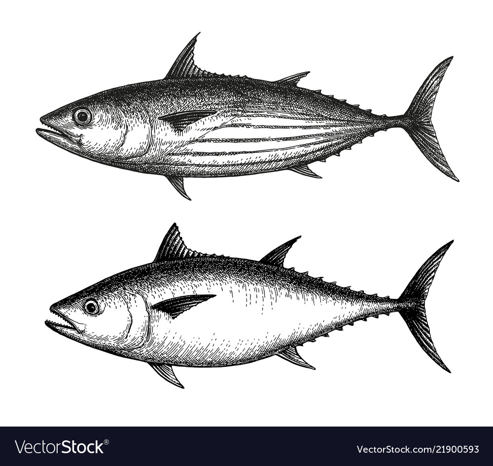 Detail Tunas Vector Nomer 23