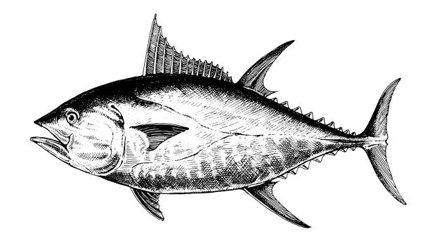 Detail Tunas Vector Nomer 36