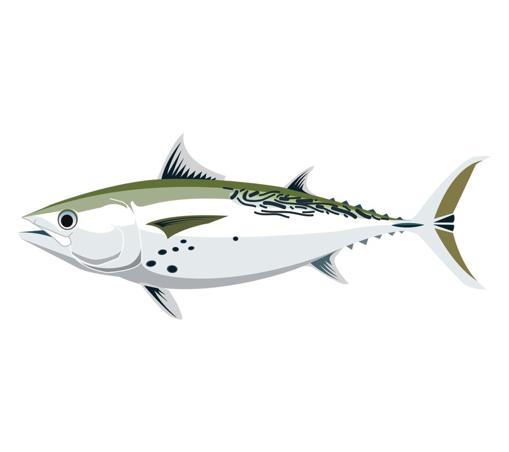 Detail Tunas Vector Nomer 52