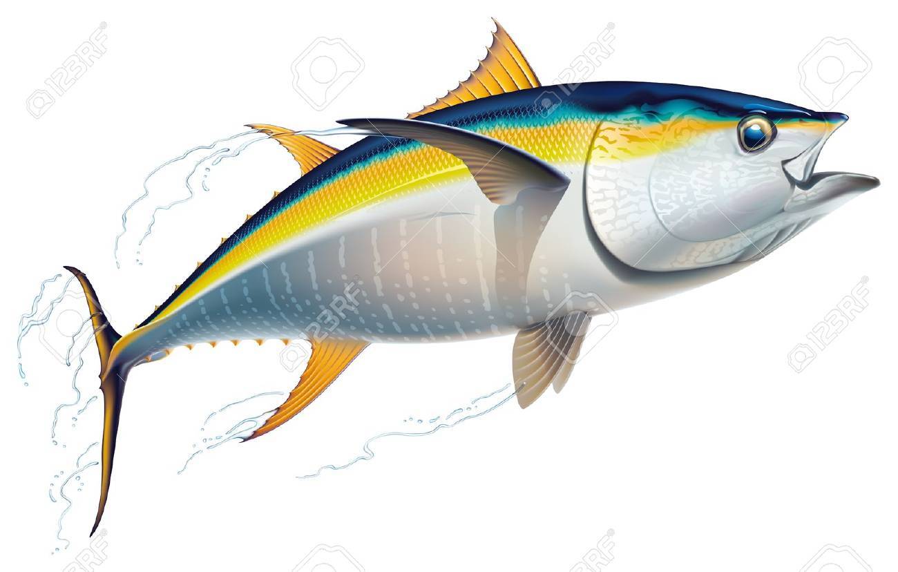 Detail Tunas Vector Nomer 9