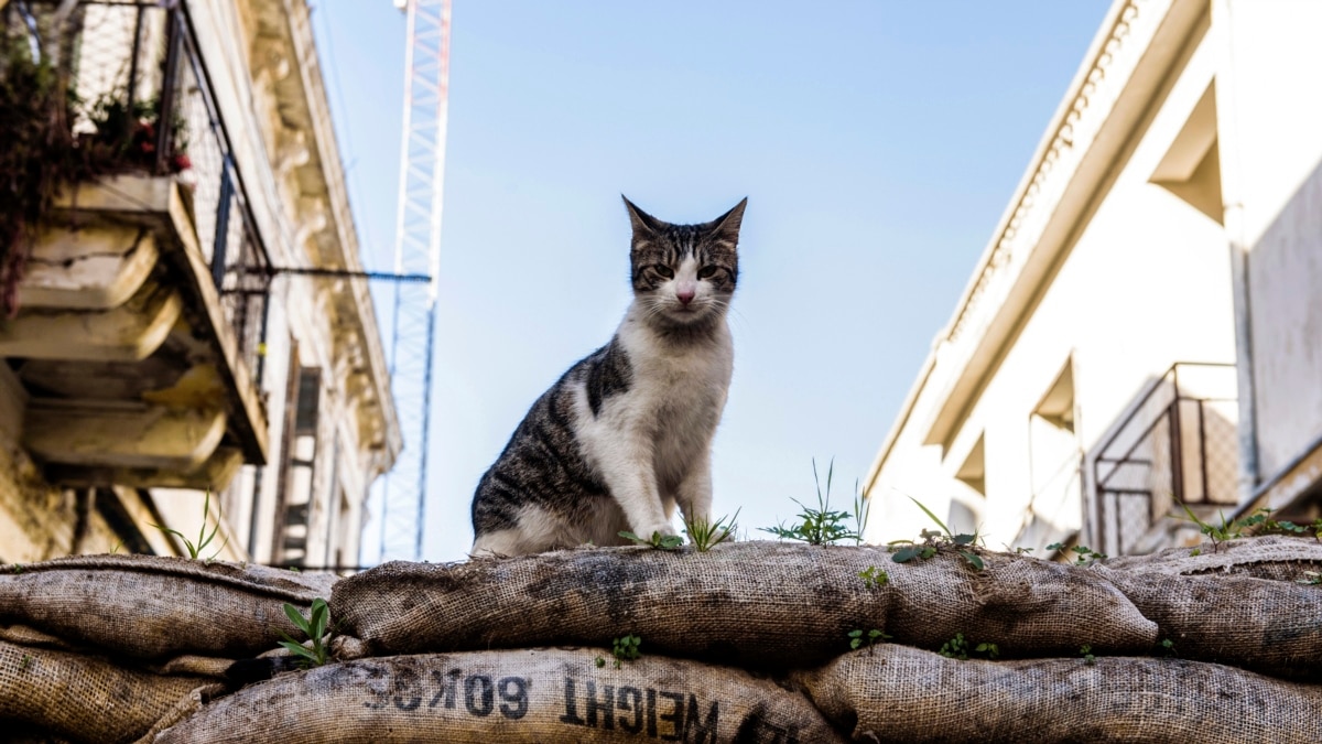 Detail Tunjukkan Gambar Kucing Nomer 21