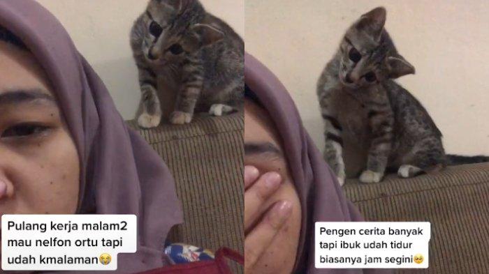 Detail Tunjukkan Gambar Kucing Nomer 30