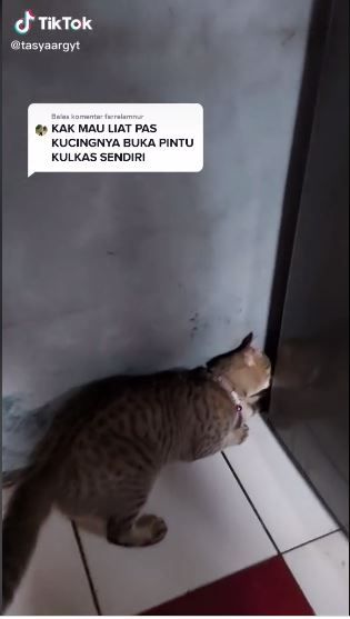 Detail Tunjukkan Gambar Kucing Nomer 45