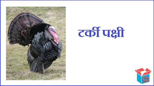 Detail Turkey Bird In Hindi Nomer 21