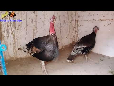 Detail Turkey Bird In Hindi Nomer 26