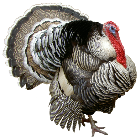 Detail Turkey Bird In Hindi Nomer 37