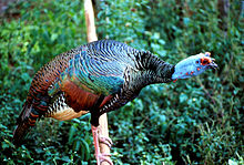 Detail Turkey Bird India Nomer 10