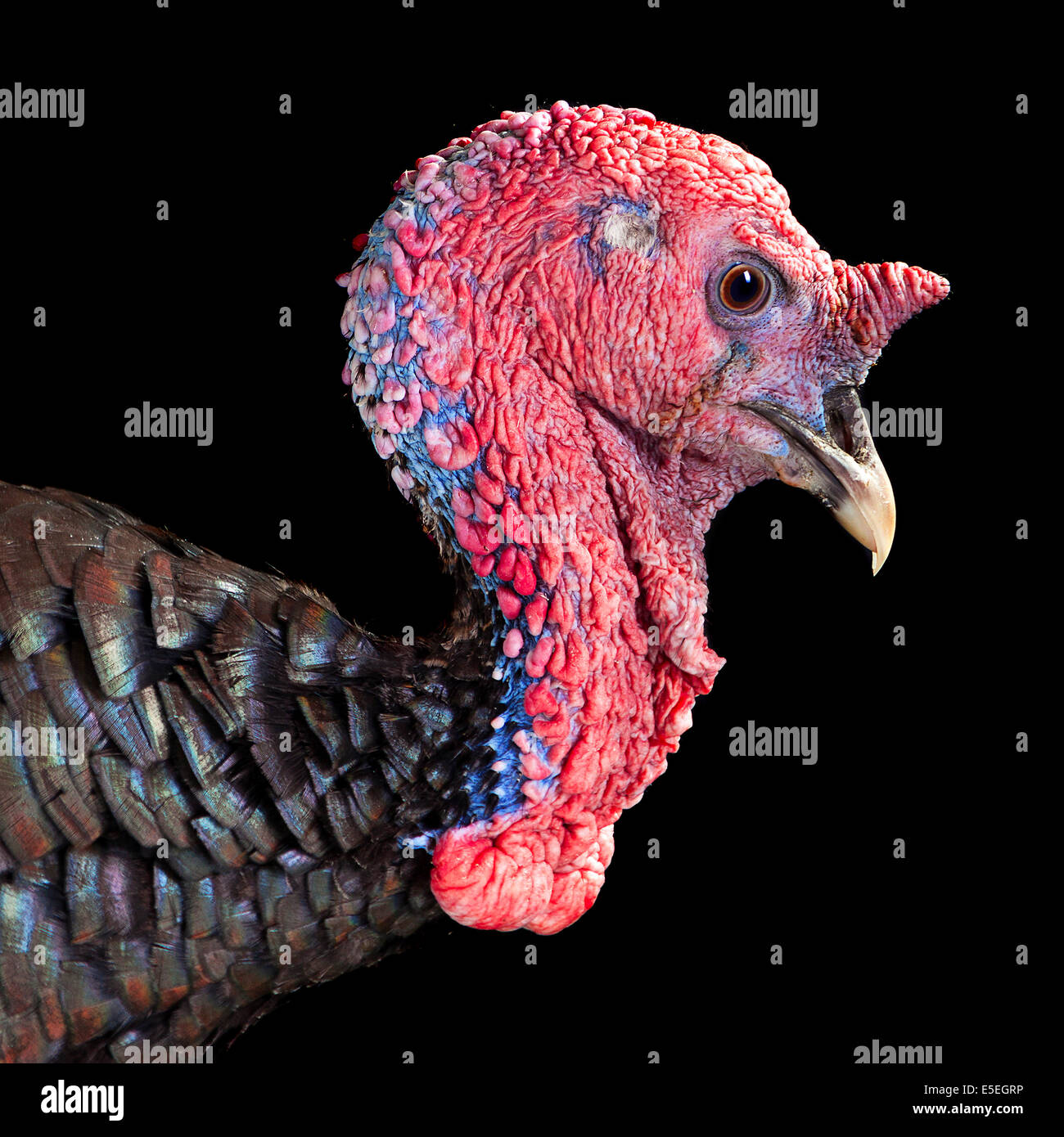 Detail Turkey Bird Photo Nomer 21