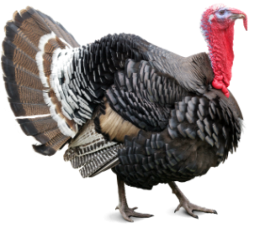 Detail Turkey No Background Nomer 34