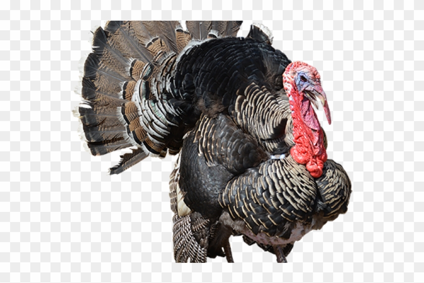 Detail Turkey No Background Nomer 2