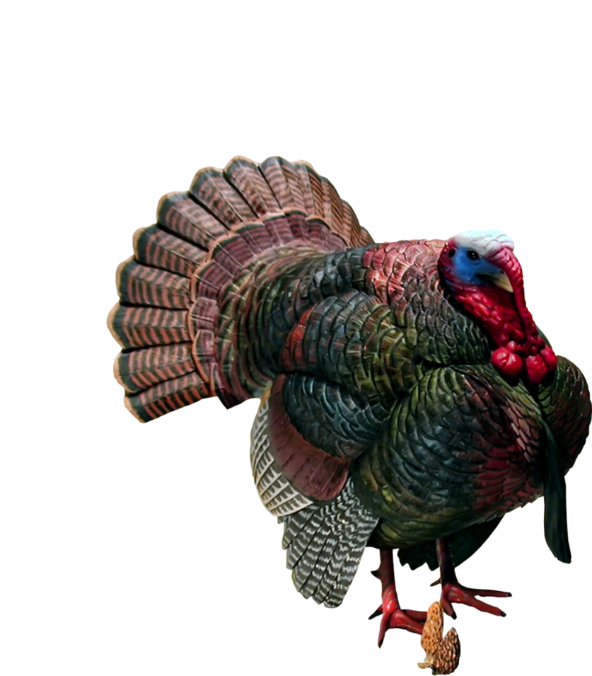 Detail Turkey Png Transparent Nomer 28