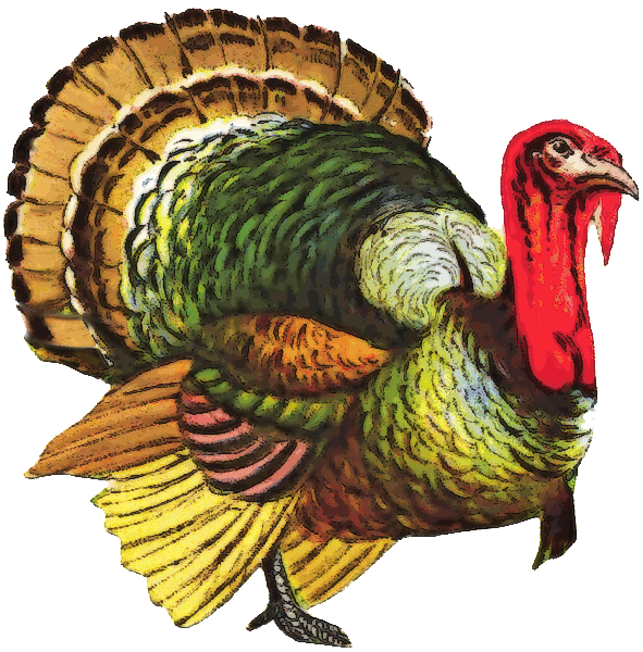 Detail Turkey Png Transparent Nomer 40