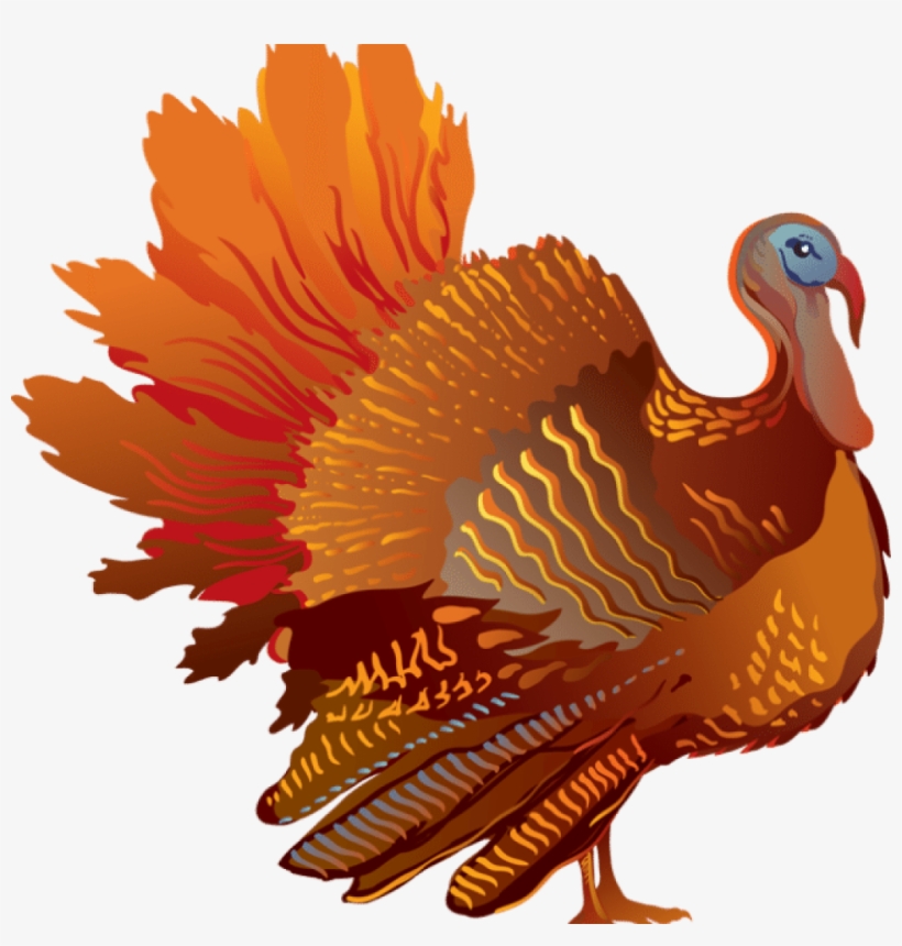 Detail Turkey Transparent Nomer 25