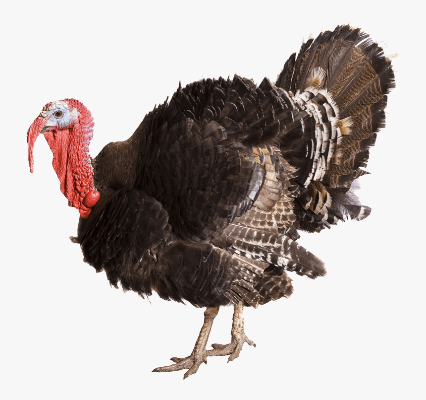 Turkey Transparent - KibrisPDR