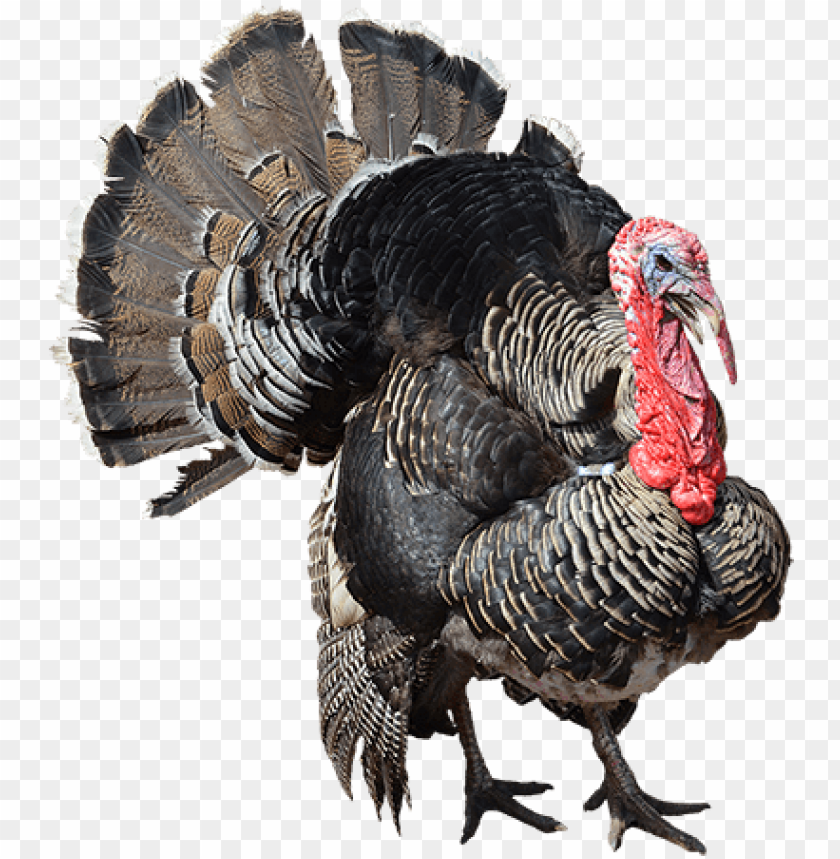 Detail Turkey Transparent Nomer 2