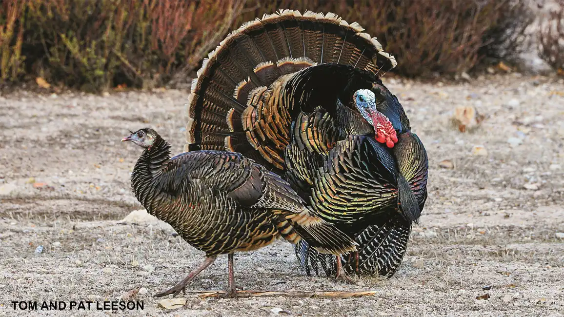 Detail Turkeys Images Nomer 51